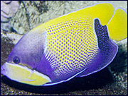 Photo of Aquarium Of The Pacific