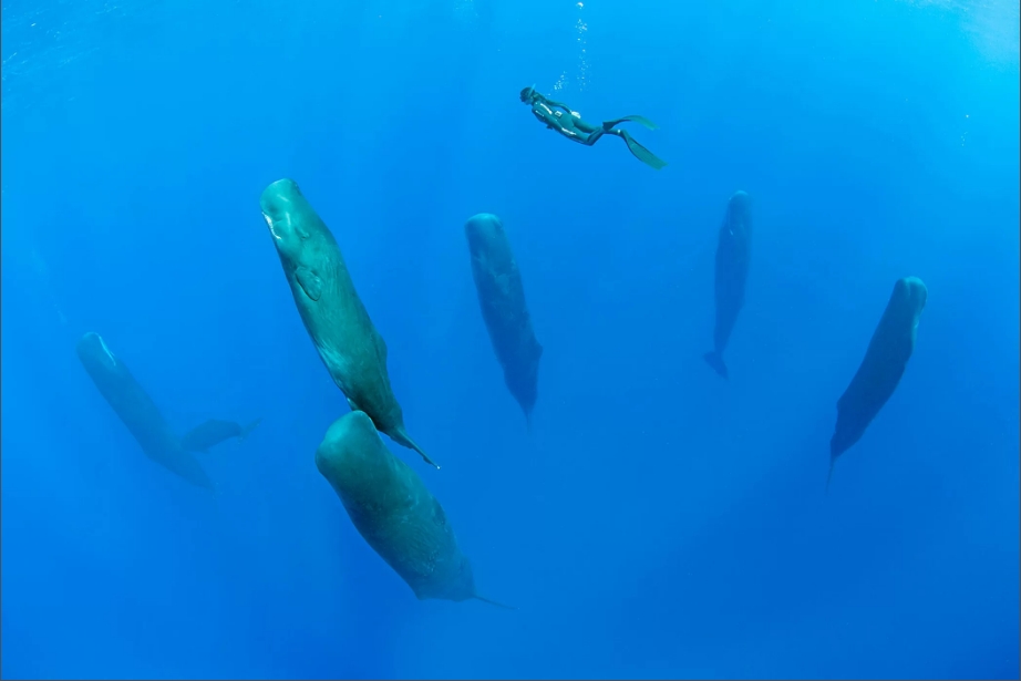 Photo of İspermeçet balinaları nasıl uyur?
